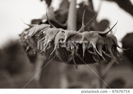 Selective focus on drooping sunflower head after petals have wilted 97676754