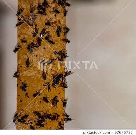 Strip of yellow sticky fly paper covered with insects. Strip of yellow sticky fly paper covered with insects. 97676783