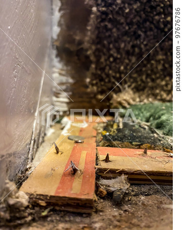 Carpet tack strip exposed during a flooring home improvement project Carpet tack strip exposed during a flooring home improvement project 97676786