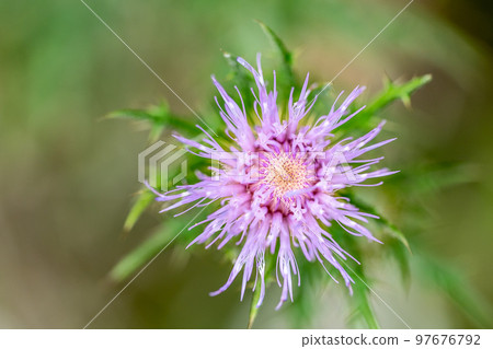 Macro selective focus on the bloom of a creeping Canadian thistle. Macro selective focus on the bloom of a creeping Canadian thistle. 97676792