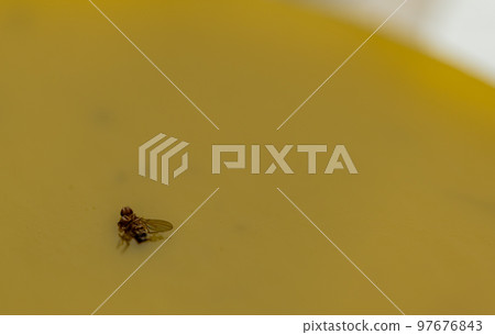 Macro of a single fruit fly caught on a sticky paper trap Macro of a single fruit fly caught on a sticky paper trap 97676843