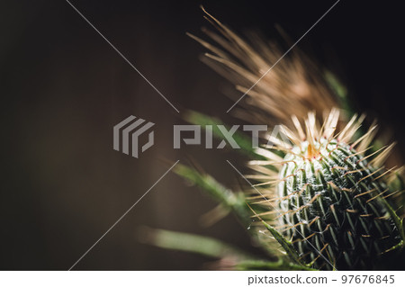 Macro selective focus on the seed pod of a creeping Canadian thistle. Macro selective focus on the seed pod of a creeping Canadian thistle. 97676845