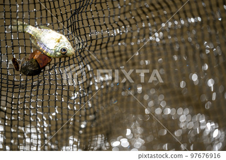 Small fry bait fish caught in a net above turbid water. Small fry bait fish caught in a net above turbid water. 97676916