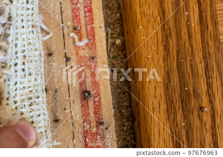 Carpet tack strip exposed during a flooring home improvement project Carpet tack strip exposed during a flooring home improvement project 97676963