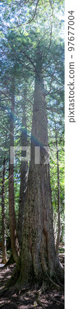 Vertical panoramic of a tree along the Trail of Cedars path in Glacier National Park, Montana. Vertical panoramic of a tree along the Trail of Cedars path in Glacier National Park, Montana. 97677004