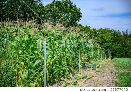 Row of sweet corn behind an electric fence 97677030