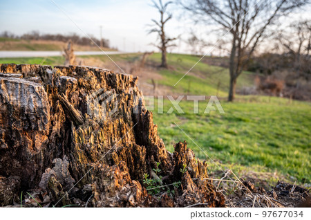 Old rotting tree stump showing age and decay from many years. Old rotting tree stump showing age and decay from many years. 97677034