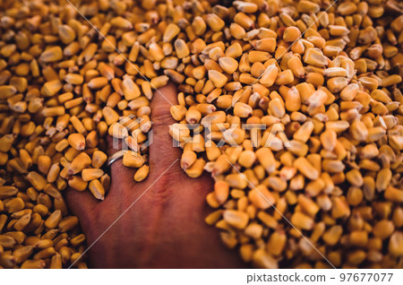 Hand buried and entrapped in the top layer of corn in a grain storage bin. Hand buried and entrapped in the top layer of corn in a grain storage bin. 97677077