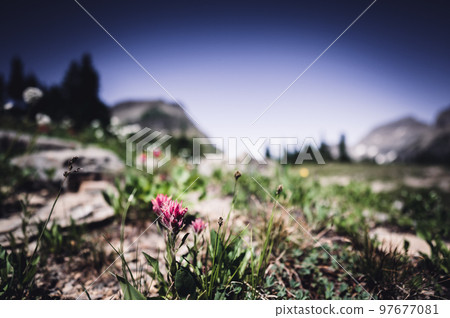 Indian paintbrush flowers along a mountain trail in Glacier National Park, Montana. Indian paintbrush flowers along a mountain trail in Glacier National Park, Montana. 97677081