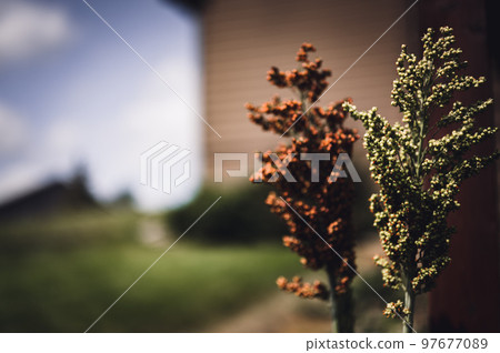 Selective focus on maturing seed head of sorghum bicolor 97677089