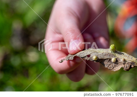 Hand holding a leaf with gall parasites on it. Hand holding a leaf with gall parasites on it. 97677091