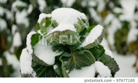 Brussels sprout winter farm leaves leaf harvest bio snow harvesting plant Brassica oleracea vegetable cabbage plant agricultural planting crops, grown green frost farming salad garden Europe 97677180