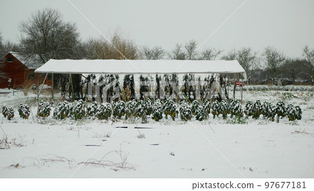 Brussels sprouts winter garden house farm harvest bio snow harvesting plant Brassica oleracea vegetable cabbage plant agricultural planting crops, grown green resistant frost farming salad Europe 97677181