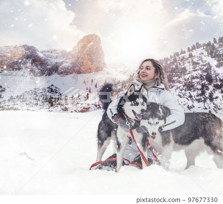 The girl rides on a sled on a sled with Siberian huskies in the winter forest. Pet. Husky. Husky art poster, Husky print, 97677330