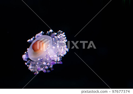 Jellyfish Ccotylorhiza Tuberculata or fried egg jellyfish 97677374