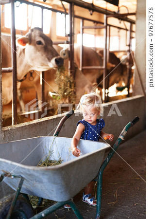 Little girl stands near a metal wheelbarrow on a farm near a corral with cows. High quality photo 97677578