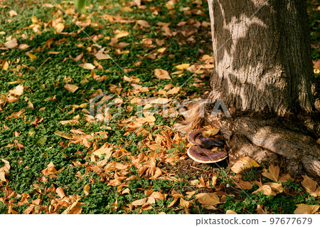 Tinder fungus on the roots of a tree among withered foliage. High quality photo 97677679