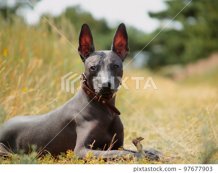 Mexican hairless, xoloitzcuintle. Beautiful adult dog outdoors. Rare dog breed, Xolo. Standard size. Sunny day. Mexican hairless, xoloitzcuintle. Beautiful adult dog outdoors. Rare dog breed, Xolo. Standard size. Sunny day. 97677903