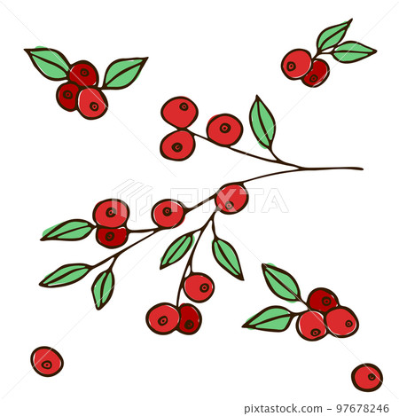 A cluster of red berries with green leaves. Illustration, sketch A cluster of red berries with green leaves. Illustration, sketch 97678246