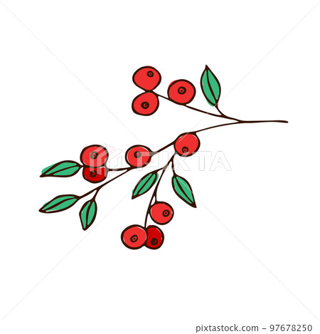 A cluster of red berries with green leaves. Illustration, sketch A cluster of red berries with green leaves. Illustration, sketch 97678250