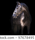 Portrait of a gray horse. Close-up. A thoroughbred horse of the Oryol Trotter breed. Black background. Harness racing. Trotting horse race 97678495