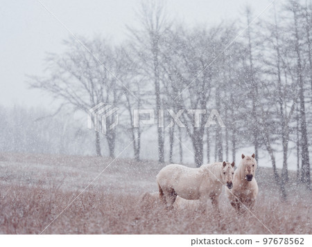北海道冬季兒童 97678562