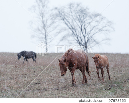 北海道冬季兒童 97678563