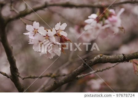Closeup cherry blossom in a spring 97678724