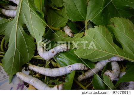 Kaiko桑葉絲綢農場 97678914