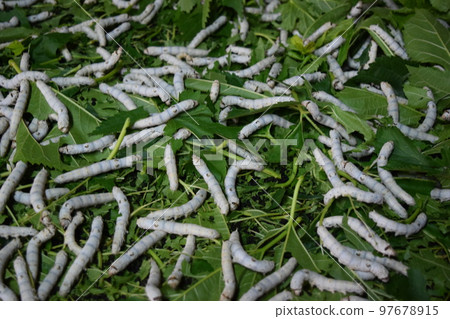 Silkworm mulberry leaf sericulture Silkworm mulberry leaf sericulture 97678915