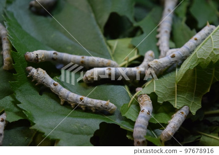 Silkworm mulberry leaf sericulture Silkworm mulberry leaf sericulture 97678916