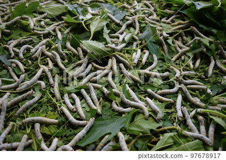 Silkworm mulberry leaf sericulture Silkworm mulberry leaf sericulture 97678917