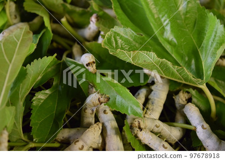 Silkworm mulberry leaf sericulture Silkworm mulberry leaf sericulture 97678918