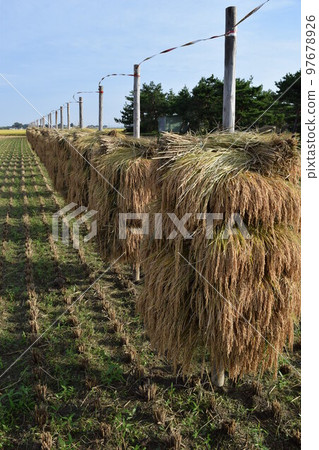 收穫的稻穗堆放乾燥 97678926