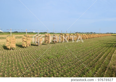 收穫的稻穗堆放乾燥 97678927