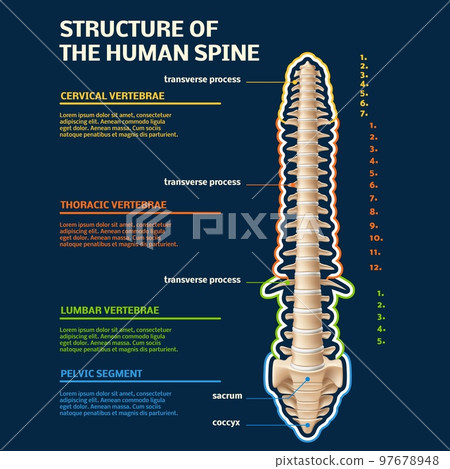 Spine structure infographic. Human vertebral, specifying all divisions, educational science anatomical model, skeleton part, 3d realistic isolated element, copy space, utter vector concept Spine structure infographic. Human vertebral, specifying all divisions, educational science anatomical model, skeleton part, 3d realistic isolated element, copy space, utter vector concept 97678948