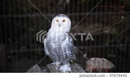 Snowy Owl at Inokashira Park 97679448