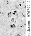 Rabbit footprints on the snow 97679942