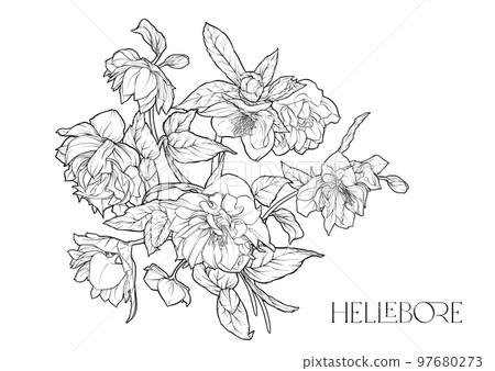 Hellebore flowers, the first spring flowering ranunculus. Hellebore flowers, the first spring flowering ranunculus. 97680273