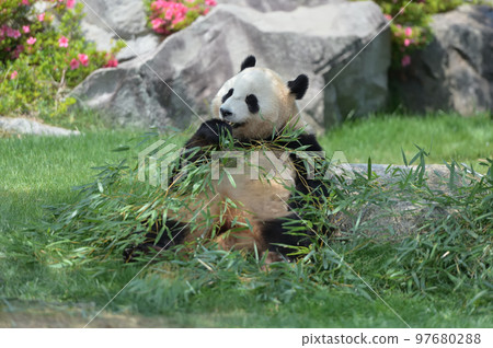 Sakurahama eating bamboo deliciously Sakurahama eating bamboo deliciously 97680288