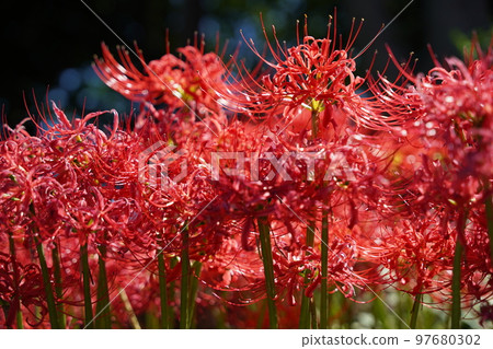 Manjushage,蜘蛛百合,紅花,秋天,花,紅色,白色,黃色,tokorozawa,埼玉,日本,綠色,光,球散景, Manjushage,蜘蛛百合,紅花,秋天,花,紅色,白色,黃色,tokorozawa,埼玉,日本,綠色,光,球散景, 97680302