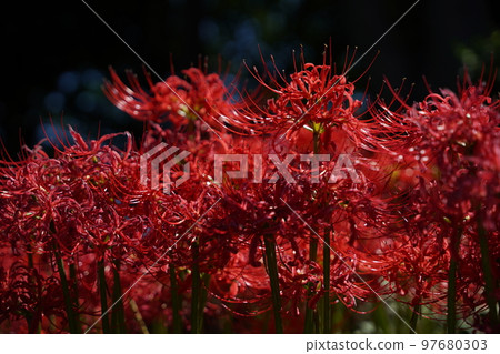 Manjushage,蜘蛛百合,紅花,秋天,花,紅色,白色,黃色,tokorozawa,埼玉,日本,綠色,光,球散景, Manjushage,蜘蛛百合,紅花,秋天,花,紅色,白色,黃色,tokorozawa,埼玉,日本,綠色,光,球散景, 97680303