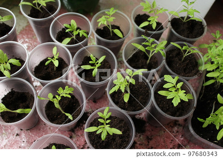 Rose garden of vegetables. Transplanting tomato seedlings. Young mahogany vegetables in plastic pots 97680343