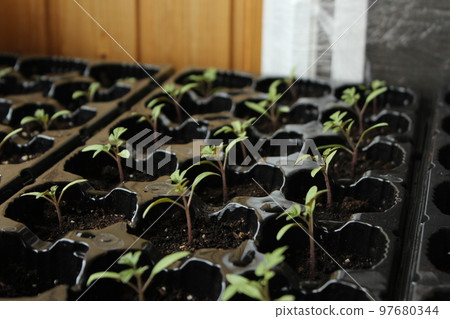 Rose garden of vegetables. Transplanting tomato seedlings. Young mahogany vegetables in plastic pots 97680344