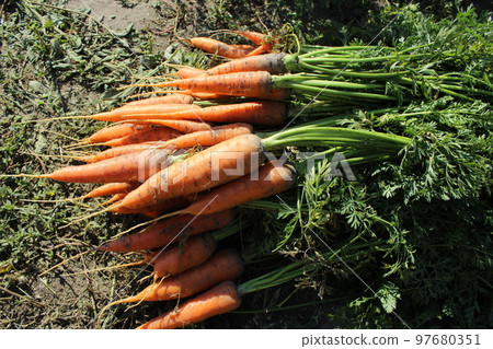 Harvest of carrots. Autumn harvest on the farm.. ripe carrots Harvest of carrots. Autumn harvest on the farm.. ripe carrots 97680351