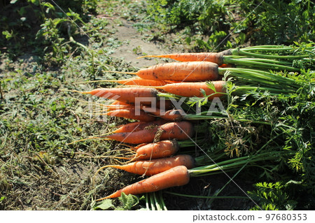 Harvest of carrots. Autumn harvest on the farm.. ripe carrots Harvest of carrots. Autumn harvest on the farm.. ripe carrots 97680353