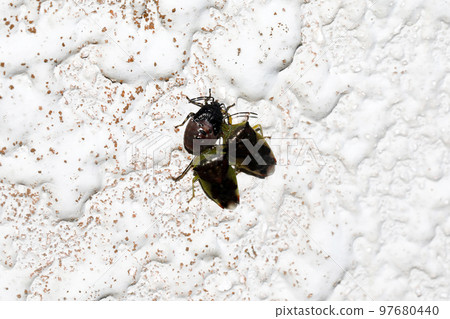 臭蟲的成蟲和幼蟲 97680440