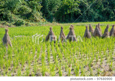 Rice straw dried along cycling road Arakawa Okegawa Rice straw dried along cycling road Arakawa Okegawa 97680900