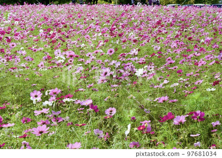 尼崎向川波斯菊花園（2022年，兵庫縣尼崎市） 97681034