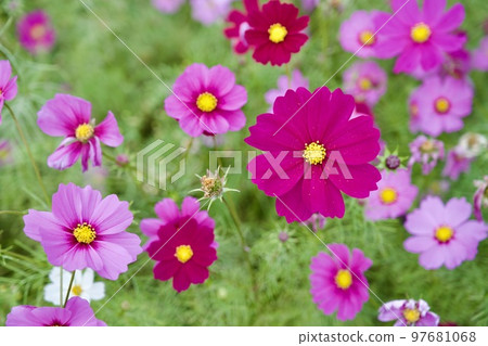 尼崎向川波斯菊花園（2022年，兵庫縣尼崎市） 97681068